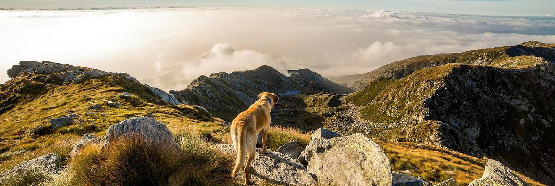 A dog stands on a rock, gazing out over a stunning mountain landscape in the morning light.